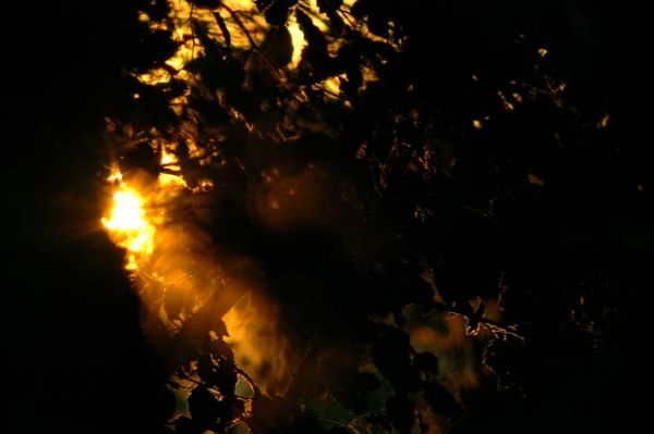 Fairy Light